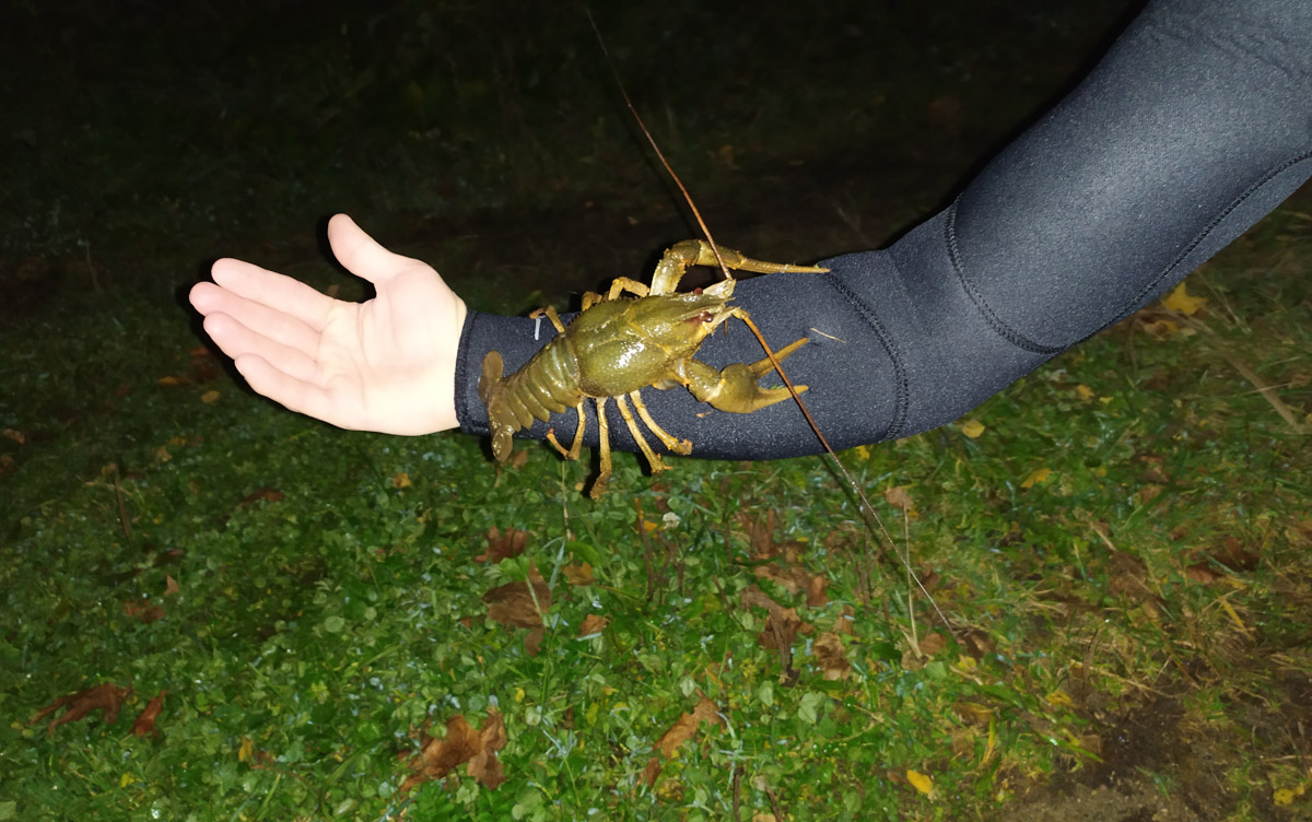 Подводная охота открывает целый дивный мир. Потрясающие своим видом и размерами рыбы, живописные виды, ценные находки, обнаруженные на дне. Откуда мы знаем? Своим опытом с «Ключ-Медиа» поделился Кирилл Исаев, для которого погружение не просто хобби, а стиль жизни.