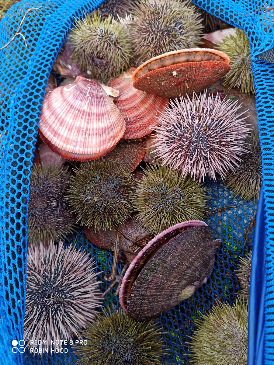 Подводная охота открывает целый дивный мир. Потрясающие своим видом и размерами рыбы, живописные виды, ценные находки, обнаруженные на дне. Откуда мы знаем? Своим опытом с «Ключ-Медиа» поделился Кирилл Исаев, для которого погружение не просто хобби, а стиль жизни.