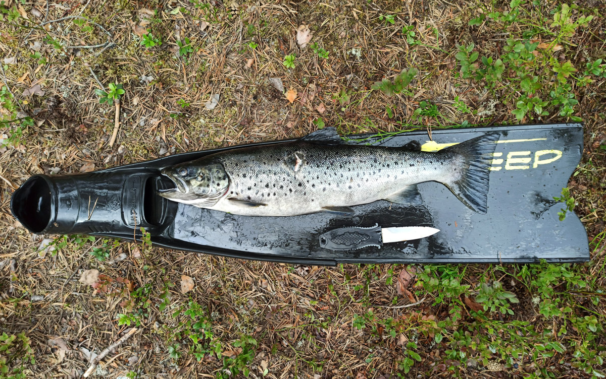 Подводная охота открывает целый дивный мир. Потрясающие своим видом и размерами рыбы, живописные виды, ценные находки, обнаруженные на дне. Откуда мы знаем? Своим опытом с «Ключ-Медиа» поделился Кирилл Исаев, для которого погружение не просто хобби, а стиль жизни.