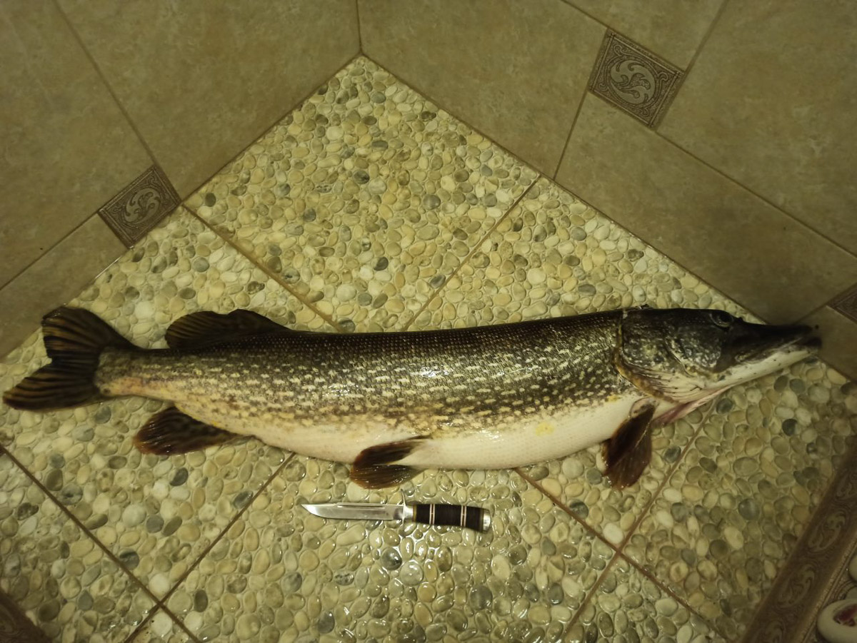 Подводная охота открывает целый дивный мир. Потрясающие своим видом и размерами рыбы, живописные виды, ценные находки, обнаруженные на дне. Откуда мы знаем? Своим опытом с «Ключ-Медиа» поделился Кирилл Исаев, для которого погружение не просто хобби, а стиль жизни.