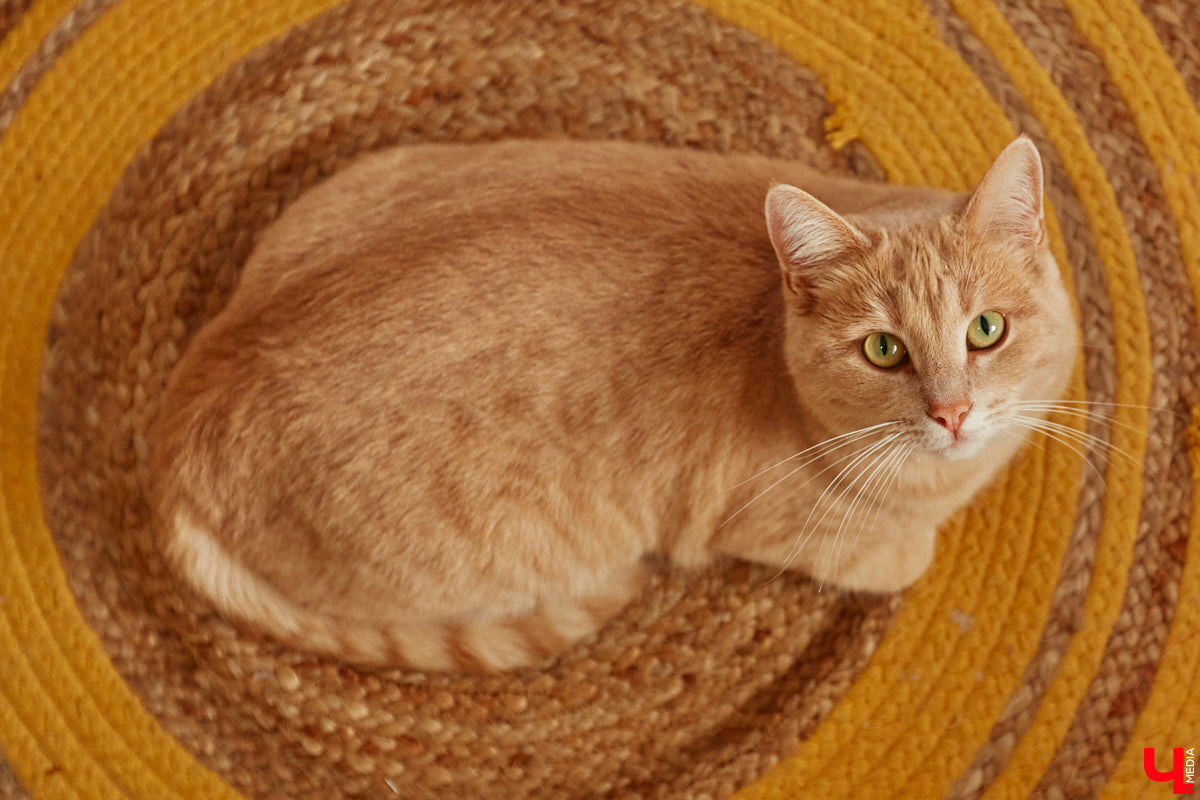 Как избавить дом от ненужных вещей и сделать пространство максимально гармоничным? Этот вопрос актуален для многих. Пользователи социальных сетей обмениваются советами по расхламлению и уборке квартиры за пять минут. Принять участие можно и в челлендже, и в марафоне. Владимирский блогер Арина Ёжкина решила поделиться с нами собственным опытом организации пространства на примере своего дома.