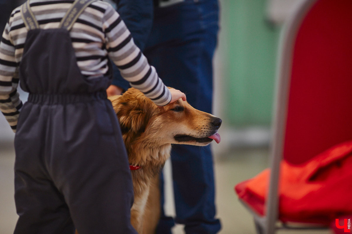 Привить детям любовь к чтению — сложнейшая миссия, которая может оказаться для родителей невыполнимой. И тогда на помощь приходит он — четвероногий канистерапевт. Владимирский приют «Дорога добра» запустил удивительный проект «Пушистая библиотека», в рамках которого ребята приобщаются к миру книг при участии пушистого помощника. Выглядит это так же мило, как и звучит!