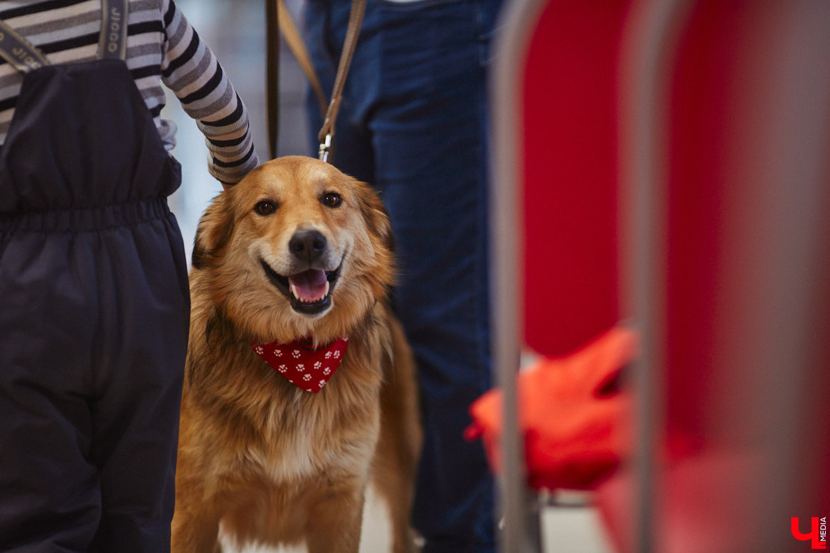 Привить детям любовь к чтению — сложнейшая миссия, которая может оказаться для родителей невыполнимой. И тогда на помощь приходит он — четвероногий канистерапевт. Владимирский приют «Дорога добра» запустил удивительный проект «Пушистая библиотека», в рамках которого ребята приобщаются к миру книг при участии пушистого помощника. Выглядит это так же мило, как и звучит!