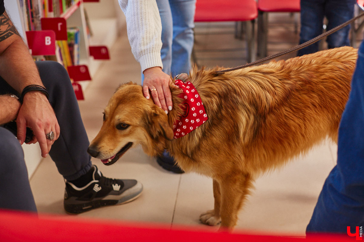 Привить детям любовь к чтению — сложнейшая миссия, которая может оказаться для родителей невыполнимой. И тогда на помощь приходит он — четвероногий канистерапевт. Владимирский приют «Дорога добра» запустил удивительный проект «Пушистая библиотека», в рамках которого ребята приобщаются к миру книг при участии пушистого помощника. Выглядит это так же мило, как и звучит!