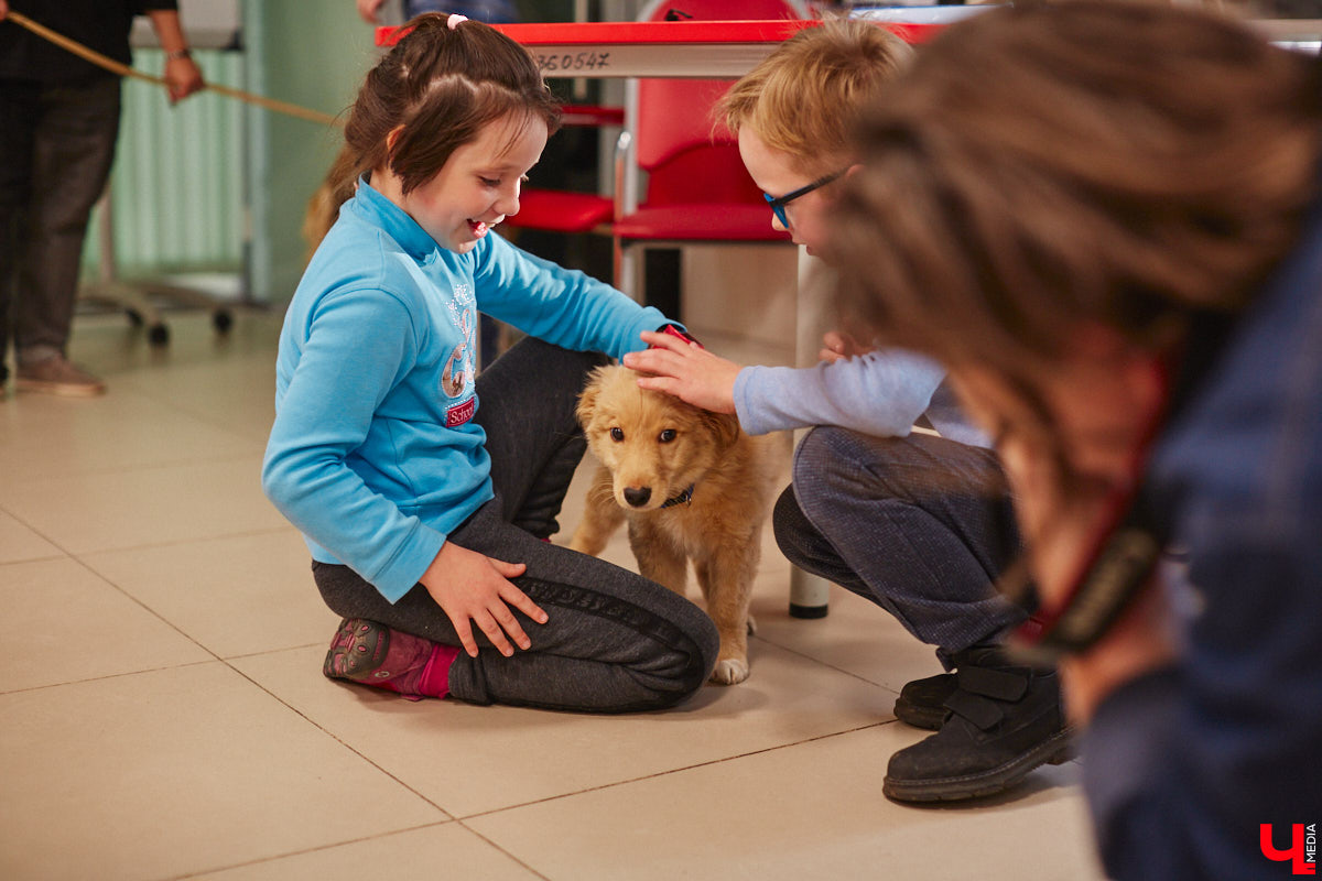 Привить детям любовь к чтению — сложнейшая миссия, которая может оказаться для родителей невыполнимой. И тогда на помощь приходит он — четвероногий канистерапевт. Владимирский приют «Дорога добра» запустил удивительный проект «Пушистая библиотека», в рамках которого ребята приобщаются к миру книг при участии пушистого помощника. Выглядит это так же мило, как и звучит!