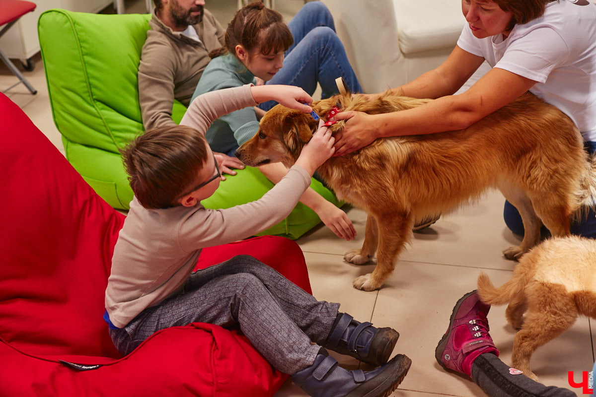 Привить детям любовь к чтению — сложнейшая миссия, которая может оказаться для родителей невыполнимой. И тогда на помощь приходит он — четвероногий канистерапевт. Владимирский приют «Дорога добра» запустил удивительный проект «Пушистая библиотека», в рамках которого ребята приобщаются к миру книг при участии пушистого помощника. Выглядит это так же мило, как и звучит!