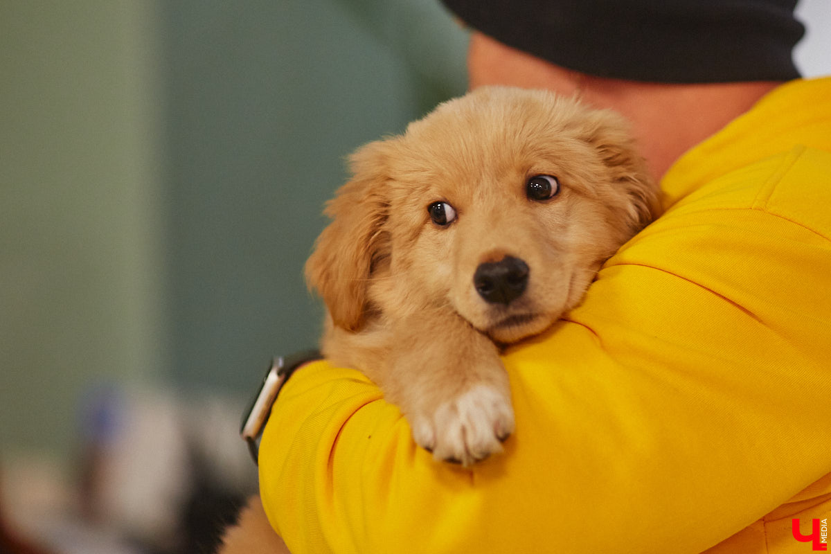 Привить детям любовь к чтению — сложнейшая миссия, которая может оказаться для родителей невыполнимой. И тогда на помощь приходит он — четвероногий канистерапевт. Владимирский приют «Дорога добра» запустил удивительный проект «Пушистая библиотека», в рамках которого ребята приобщаются к миру книг при участии пушистого помощника. Выглядит это так же мило, как и звучит!