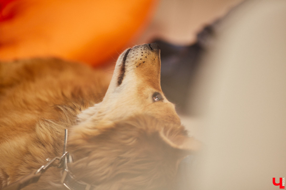 Привить детям любовь к чтению — сложнейшая миссия, которая может оказаться для родителей невыполнимой. И тогда на помощь приходит он — четвероногий канистерапевт. Владимирский приют «Дорога добра» запустил удивительный проект «Пушистая библиотека», в рамках которого ребята приобщаются к миру книг при участии пушистого помощника. Выглядит это так же мило, как и звучит!