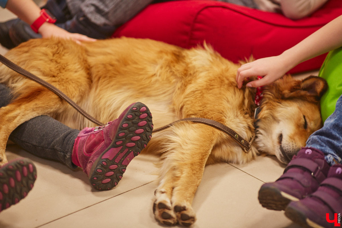 Привить детям любовь к чтению — сложнейшая миссия, которая может оказаться для родителей невыполнимой. И тогда на помощь приходит он — четвероногий канистерапевт. Владимирский приют «Дорога добра» запустил удивительный проект «Пушистая библиотека», в рамках которого ребята приобщаются к миру книг при участии пушистого помощника. Выглядит это так же мило, как и звучит!