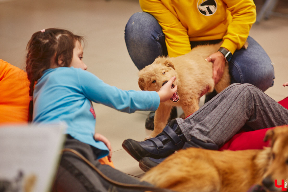 Привить детям любовь к чтению — сложнейшая миссия, которая может оказаться для родителей невыполнимой. И тогда на помощь приходит он — четвероногий канистерапевт. Владимирский приют «Дорога добра» запустил удивительный проект «Пушистая библиотека», в рамках которого ребята приобщаются к миру книг при участии пушистого помощника. Выглядит это так же мило, как и звучит!