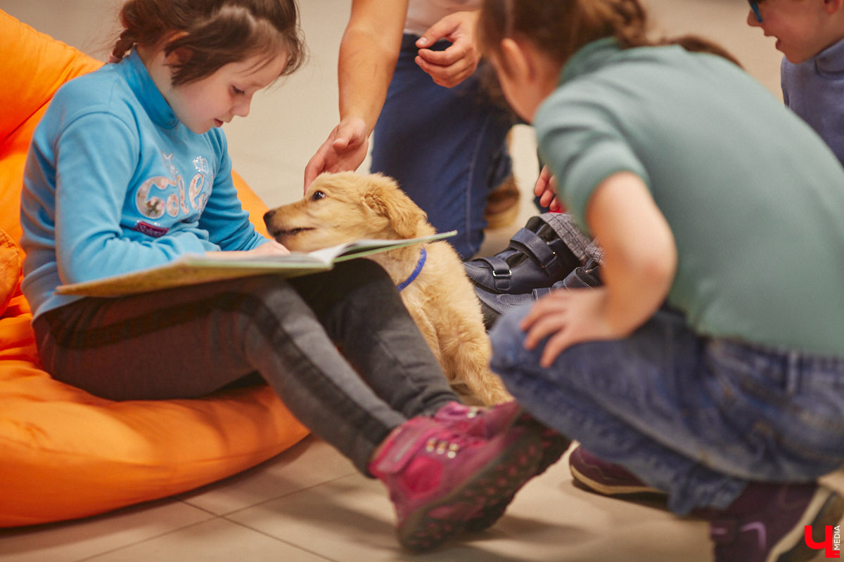 Привить детям любовь к чтению — сложнейшая миссия, которая может оказаться для родителей невыполнимой. И тогда на помощь приходит он — четвероногий канистерапевт. Владимирский приют «Дорога добра» запустил удивительный проект «Пушистая библиотека», в рамках которого ребята приобщаются к миру книг при участии пушистого помощника. Выглядит это так же мило, как и звучит!