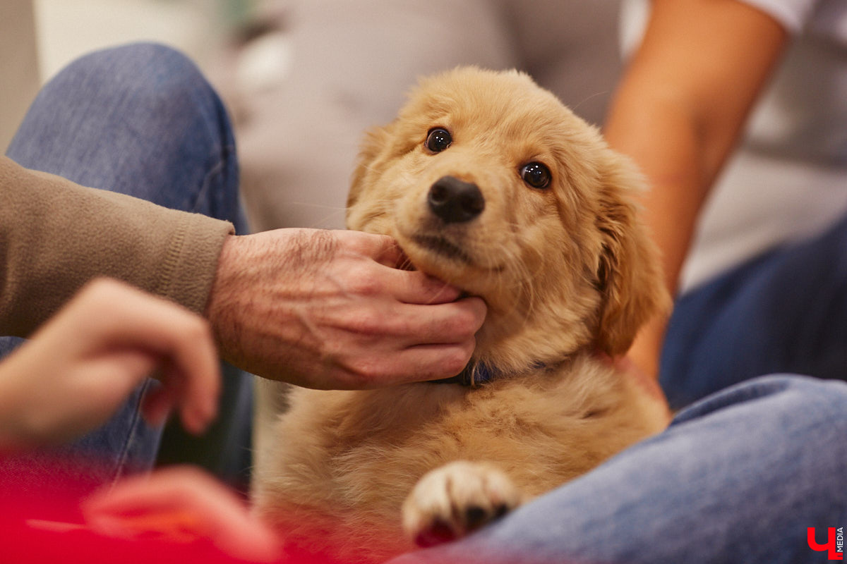 Привить детям любовь к чтению — сложнейшая миссия, которая может оказаться для родителей невыполнимой. И тогда на помощь приходит он — четвероногий канистерапевт. Владимирский приют «Дорога добра» запустил удивительный проект «Пушистая библиотека», в рамках которого ребята приобщаются к миру книг при участии пушистого помощника. Выглядит это так же мило, как и звучит!
