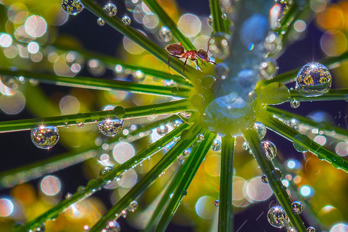 Соцветие укропа после дождя может стать волшебным миром с легкой руки мастера. Так, фотография владимирца Анатолия Плечистого вошла в число победителей международного конкурса «Самая красивая страна». 