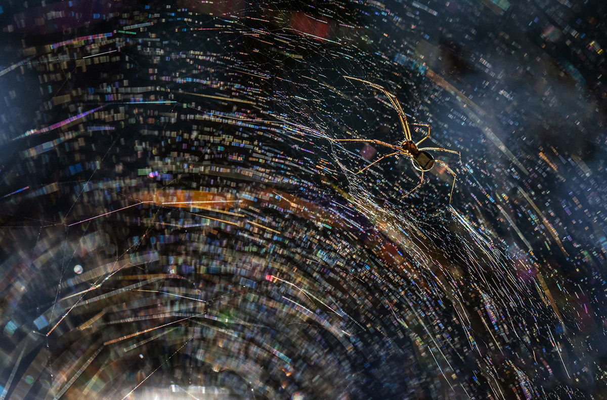 Соцветие укропа после дождя может стать волшебным миром с легкой руки мастера. Так, фотография владимирца Анатолия Плечистого вошла в число победителей международного конкурса «Самая красивая страна». 