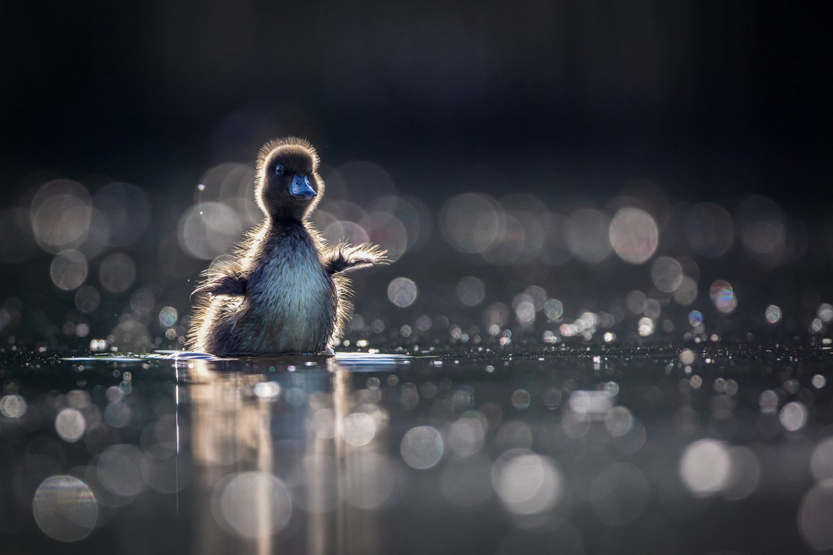 Соцветие укропа после дождя может стать волшебным миром с легкой руки мастера. Так, фотография владимирца Анатолия Плечистого вошла в число победителей международного конкурса «Самая красивая страна». 
