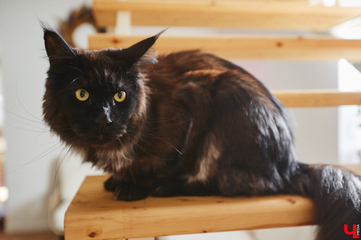 Полина Семина&nbsp;— мастер на&nbsp;все руки. Новый дом, в&nbsp;который они с&nbsp;мужем переехали год назад, она оформила сама. Целиком проработала и&nbsp;реализовала дизайн-концепцию, украсила комнаты своим авторским декором, хендмейд-изделиями и&nbsp;текстилем. Все это оказалось под силу хрупкой девушке, которая с&nbsp;удовольствием провела нам экскурсию по&nbsp;своему этножилищу.