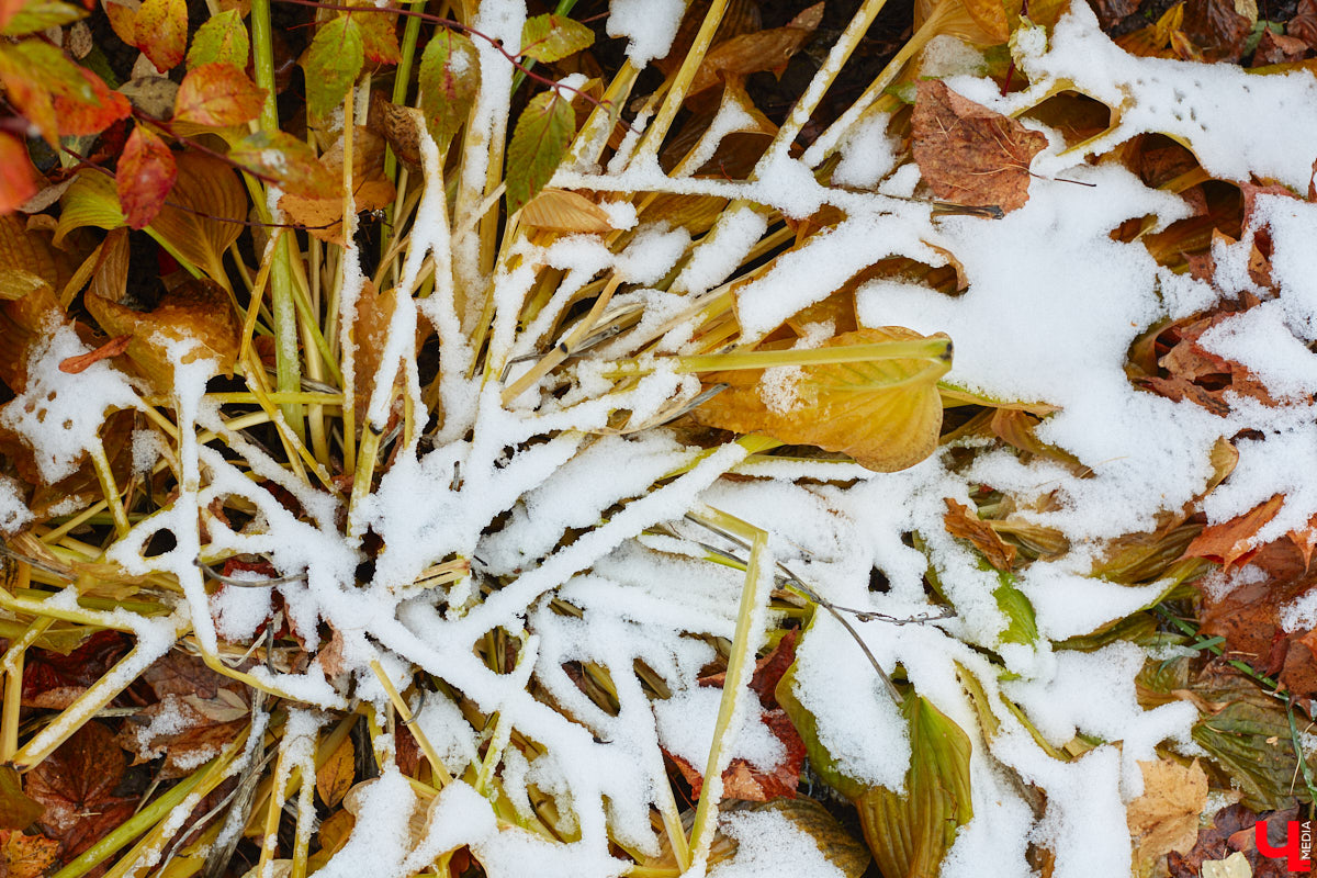 Шубы наготове? Чистим мех, проверяем карманы и готовимся встречать полноценную зиму во Владимирской области. Ее приход характеризует преодоление среднесуточной температурой нулевого рубежа. Этот самый порог мы и перешагнем на текущей неделе.