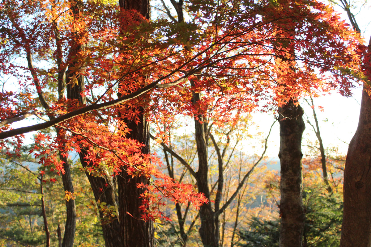 Свой день рождения жительница Владимира Елена Васильева в этом году решила отметить практически на краю земли, в далекой Японии. Выбор на нее пал не случайно, данная поездка стала для девушки юбилейной. Предлагаем послушать интересный рассказ о Стране восходящего солнца.