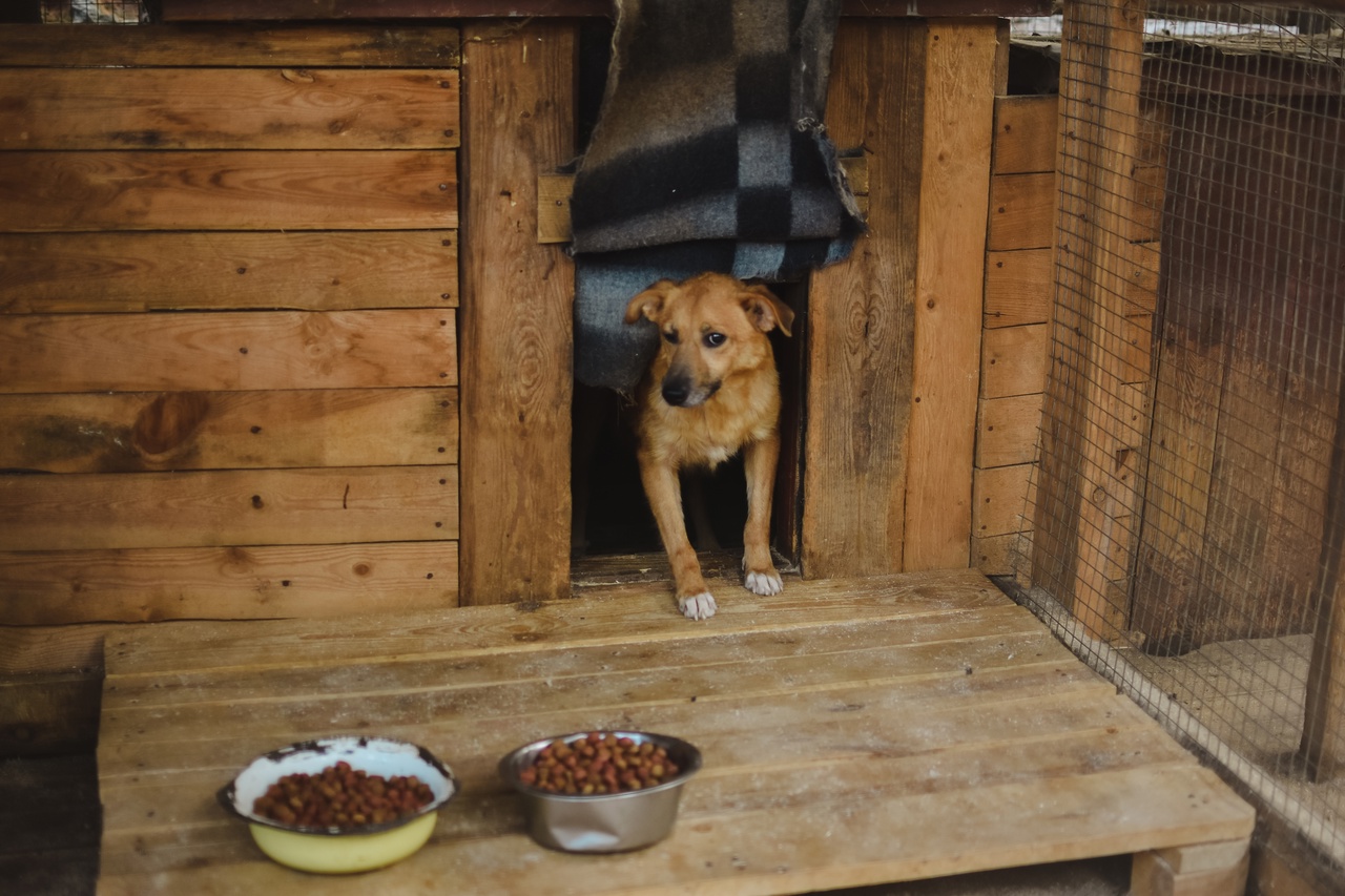 У нас для вас несколько зооновостей, и по классике есть как хорошие, так и плохие. Из позитивного можно отметить открытие гостиницы для животных, ну а негатива добавляют задержки со строительством первого во Владимирской области государственного приюта для бездомышей.
