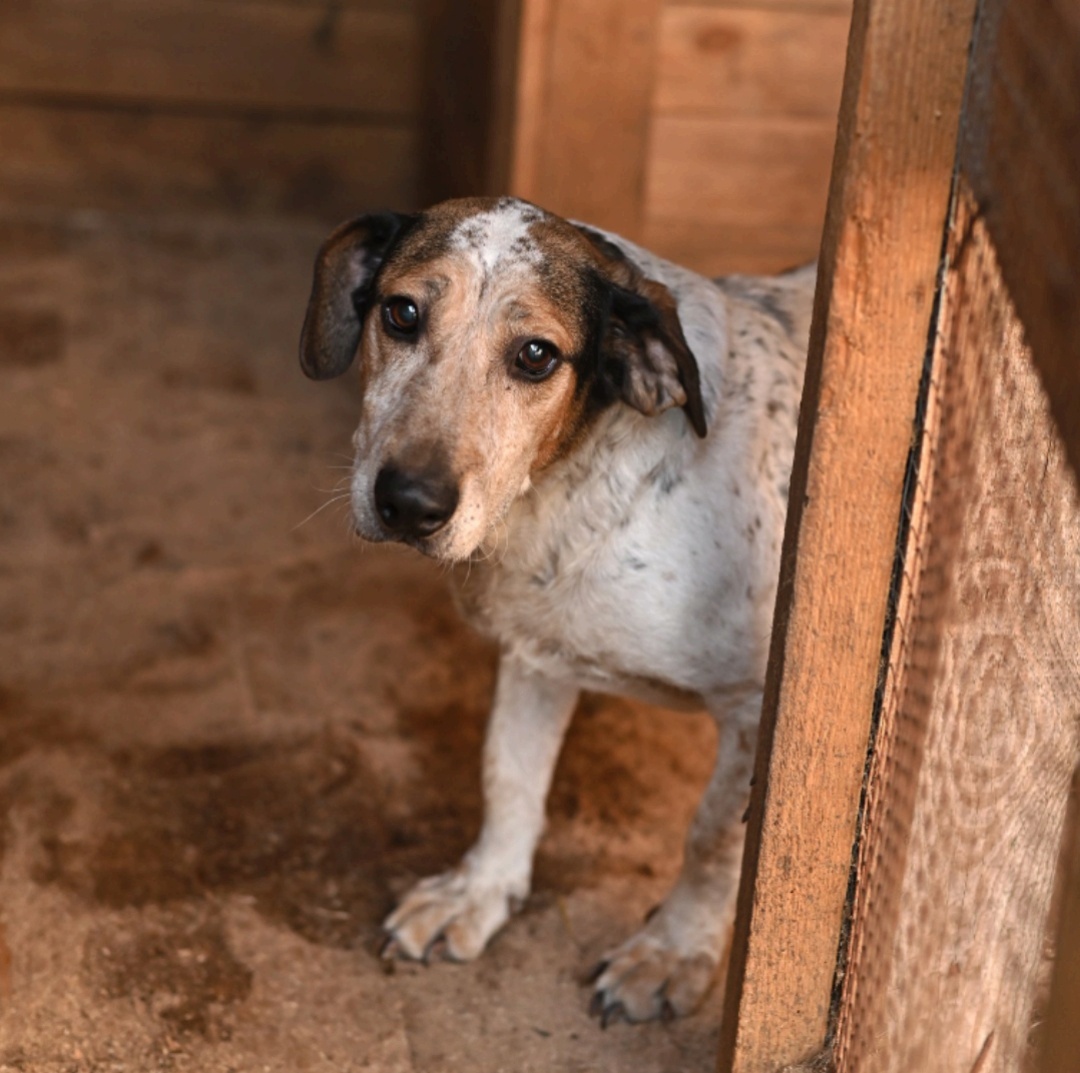 У нас для вас несколько зооновостей, и по классике есть как хорошие, так и плохие. Из позитивного можно отметить открытие гостиницы для животных, ну а негатива добавляют задержки со строительством первого во Владимирской области государственного приюта для бездомышей.
