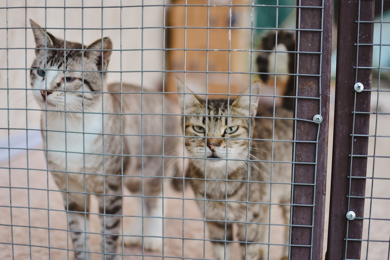 У нас для вас несколько зооновостей, и по классике есть как хорошие, так и плохие. Из позитивного можно отметить открытие гостиницы для животных, ну а негатива добавляют задержки со строительством первого во Владимирской области государственного приюта для бездомышей.