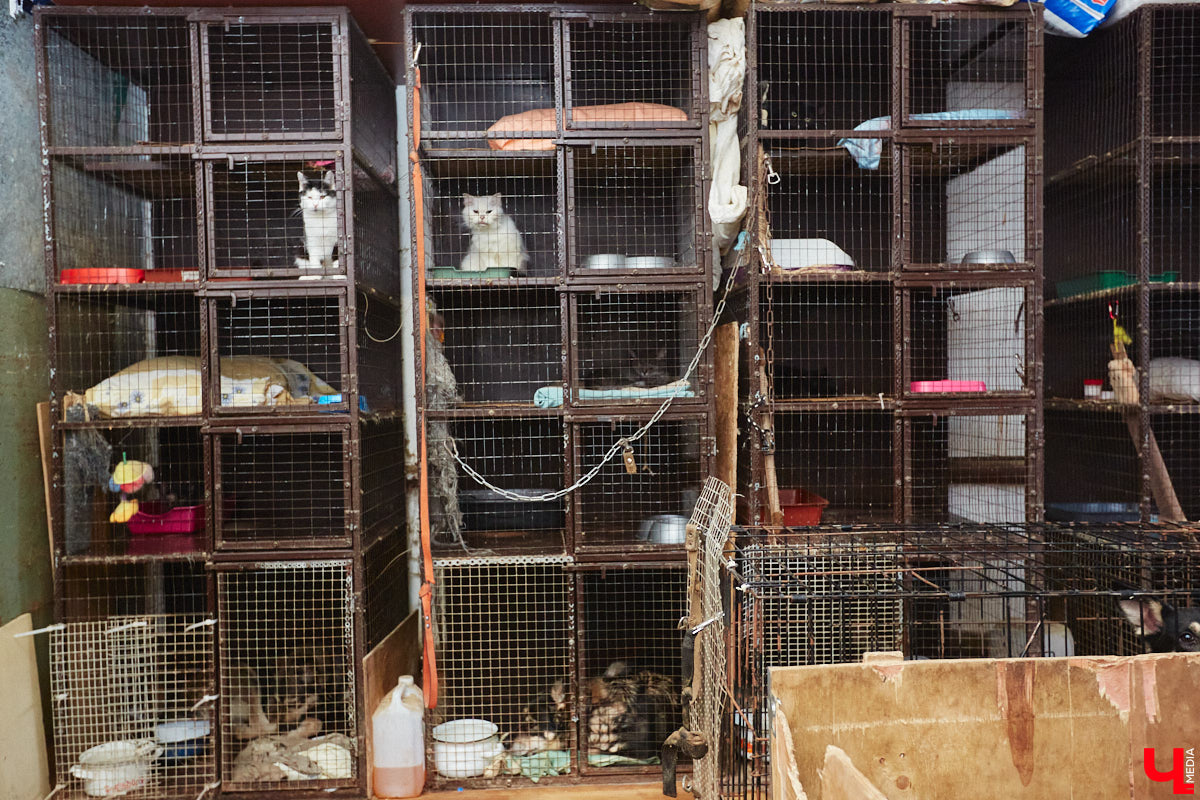 У нас для вас несколько зооновостей, и по классике есть как хорошие, так и плохие. Из позитивного можно отметить открытие гостиницы для животных, ну а негатива добавляют задержки со строительством первого во Владимирской области государственного приюта для бездомышей.