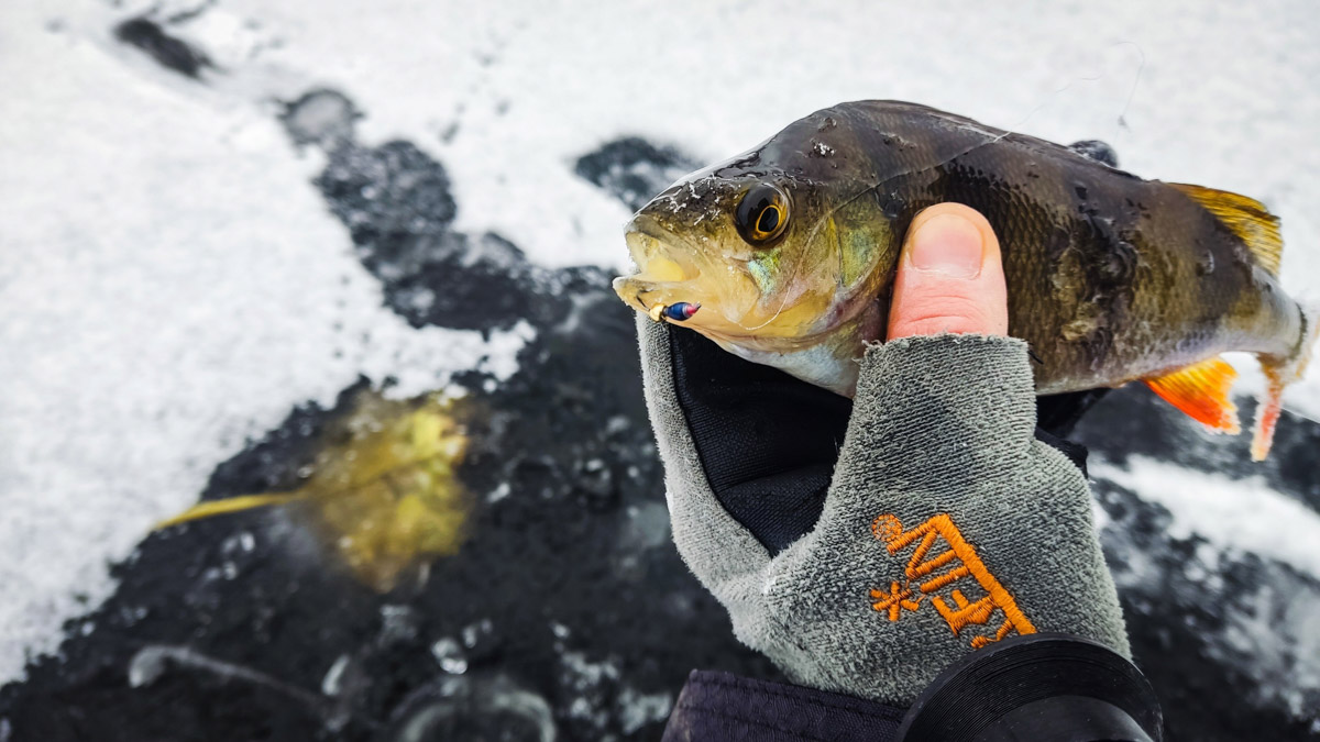 Владимирские рыбаки уже открыли сезон подледной ловли. Любителей посидеть на морозе с удочкой можно было заметить с начала недели. И если одни говорят, что время твердой воды настало, то другие предупреждают: лед под ногами трещит.