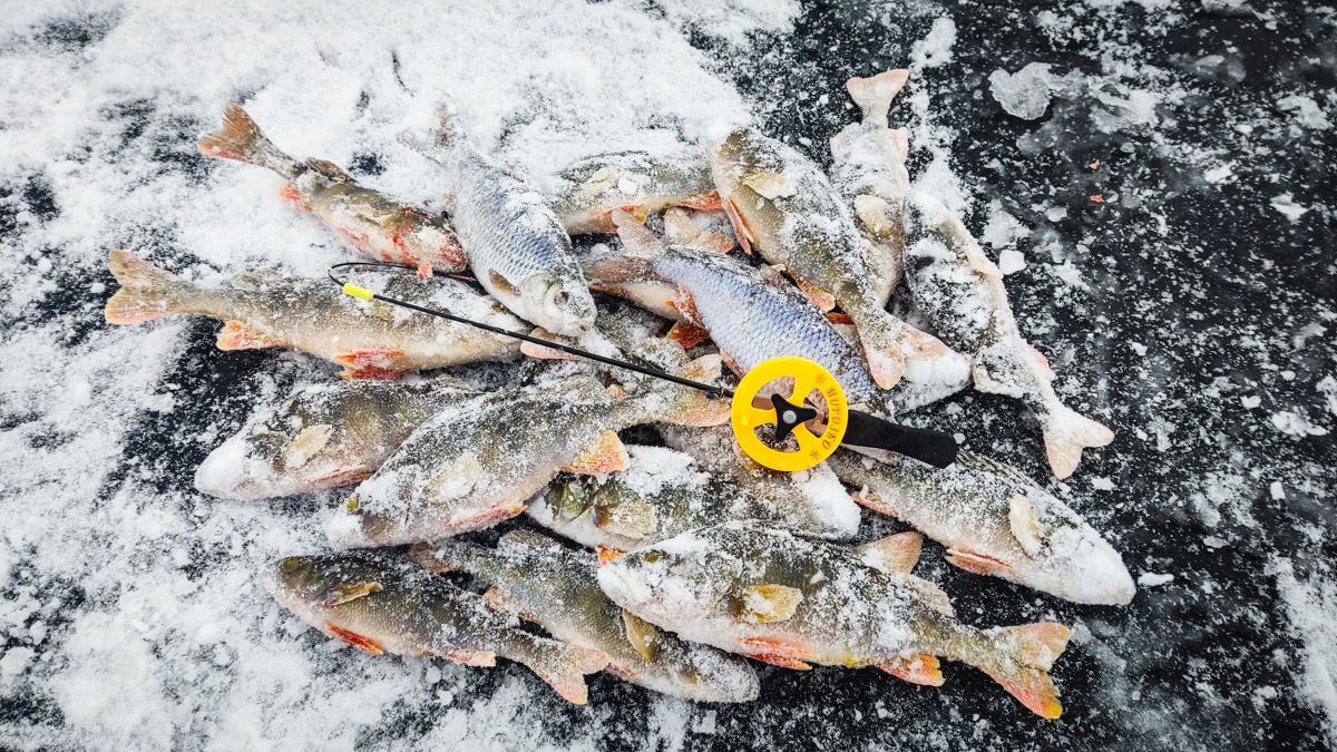 Владимирские рыбаки уже открыли сезон подледной ловли. Любителей посидеть на морозе с удочкой можно было заметить с начала недели. И если одни говорят, что время твердой воды настало, то другие предупреждают: лед под ногами трещит.