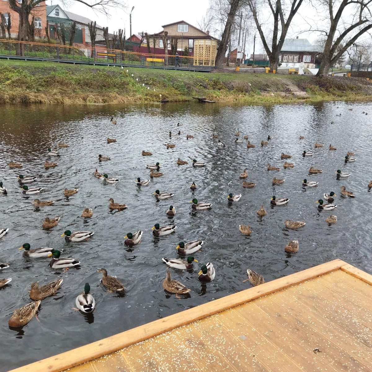 Обновление еще одного общественного пространства во Владимирской области подошло к концу. Показываем, какую набережную в Судогде успели сделать за полгода и 70 миллионов рублей.