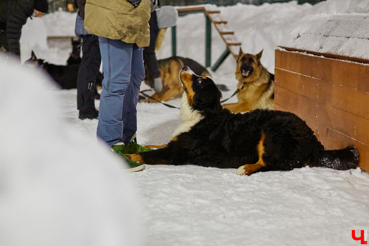 В областной столице регулярно появляются спортивные зоны и детские площадки, а вот централизованных территорий для выгула и дрессировки собак дефицит. За пару лет было построено несколько парков в разных районах города. Оценить существующую дог-инфраструктуру «Ключ-Медиа» попросил владимирского кинолога.