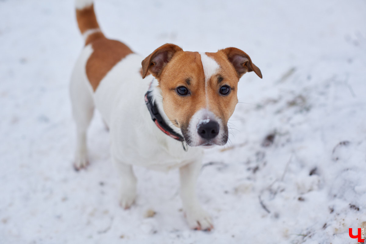 В областной столице регулярно появляются спортивные зоны и детские площадки, а вот централизованных территорий для выгула и дрессировки собак дефицит. За пару лет было построено несколько парков в разных районах города. Оценить существующую дог-инфраструктуру «Ключ-Медиа» попросил владимирского кинолога.