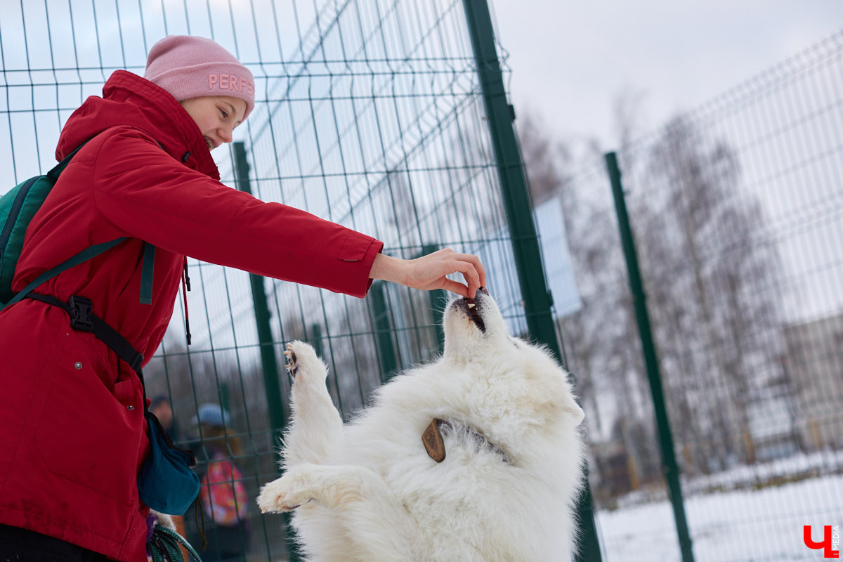 В областной столице регулярно появляются спортивные зоны и детские площадки, а вот централизованных территорий для выгула и дрессировки собак дефицит. За пару лет было построено несколько парков в разных районах города. Оценить существующую дог-инфраструктуру «Ключ-Медиа» попросил владимирского кинолога.