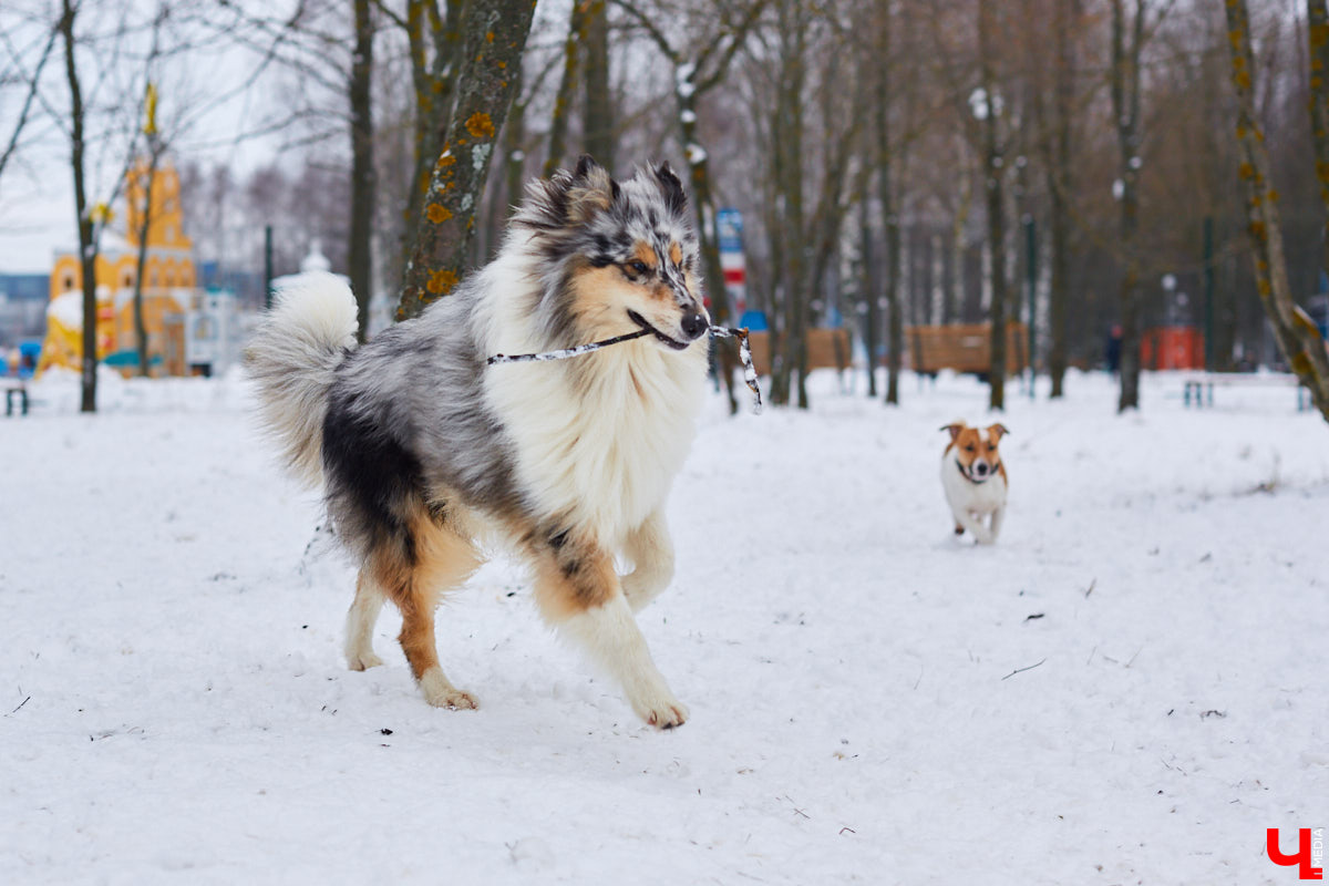 В областной столице регулярно появляются спортивные зоны и детские площадки, а вот централизованных территорий для выгула и дрессировки собак дефицит. За пару лет было построено несколько парков в разных районах города. Оценить существующую дог-инфраструктуру «Ключ-Медиа» попросил владимирского кинолога.
