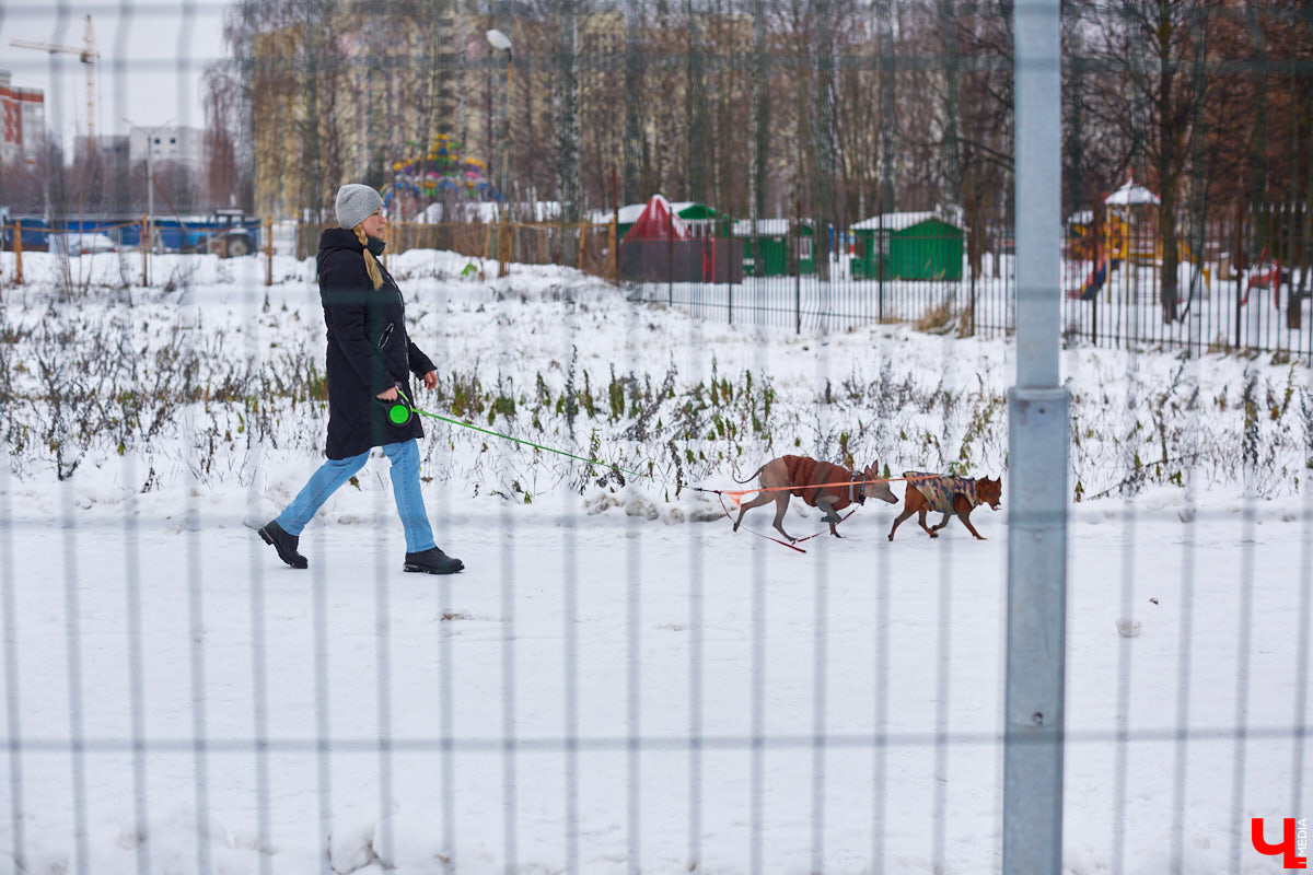 В областной столице регулярно появляются спортивные зоны и детские площадки, а вот централизованных территорий для выгула и дрессировки собак дефицит. За пару лет было построено несколько парков в разных районах города. Оценить существующую дог-инфраструктуру «Ключ-Медиа» попросил владимирского кинолога.
