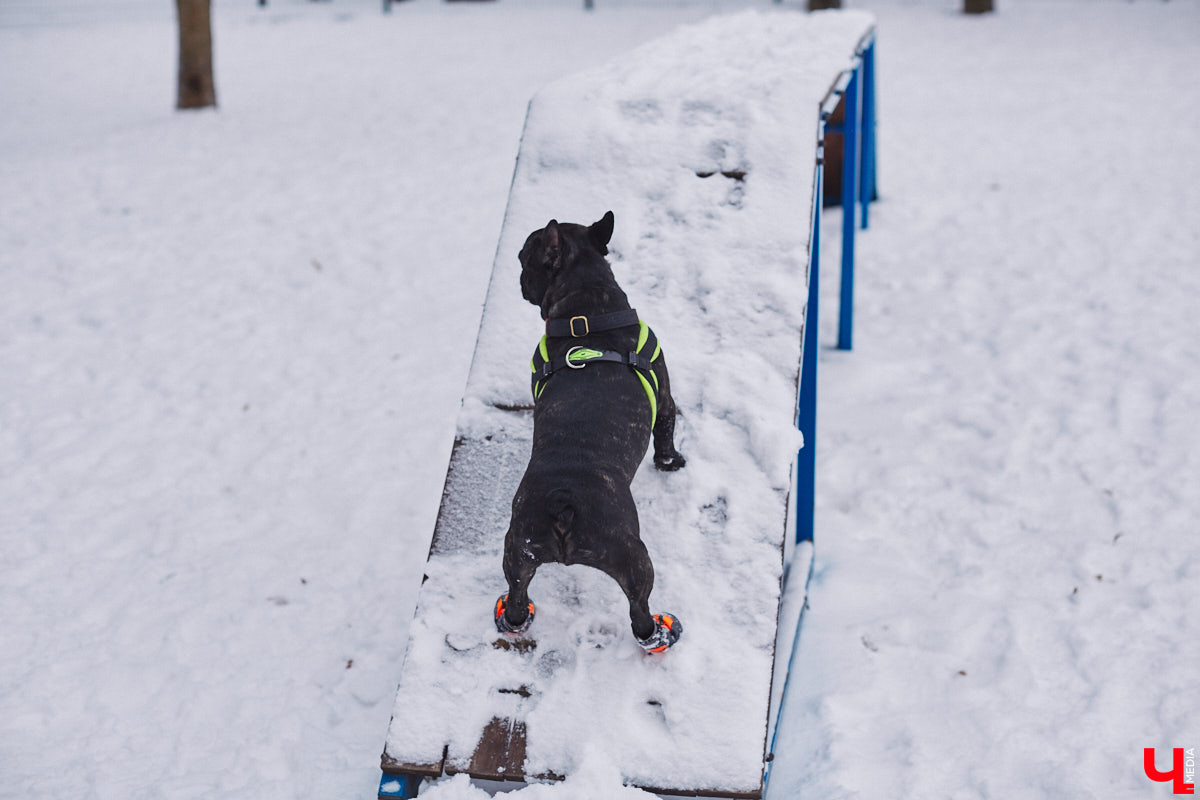 В областной столице регулярно появляются спортивные зоны и детские площадки, а вот централизованных территорий для выгула и дрессировки собак дефицит. За пару лет было построено несколько парков в разных районах города. Оценить существующую дог-инфраструктуру «Ключ-Медиа» попросил владимирского кинолога.