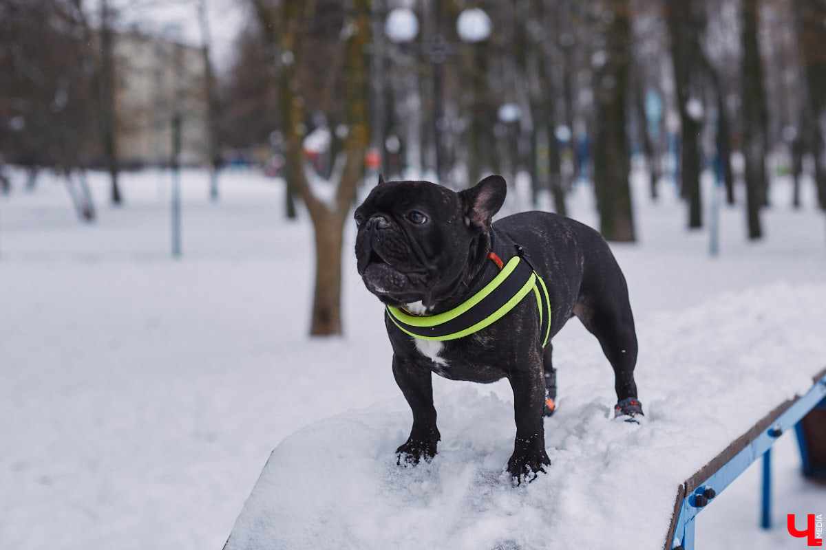 В областной столице регулярно появляются спортивные зоны и детские площадки, а вот централизованных территорий для выгула и дрессировки собак дефицит. За пару лет было построено несколько парков в разных районах города. Оценить существующую дог-инфраструктуру «Ключ-Медиа» попросил владимирского кинолога.