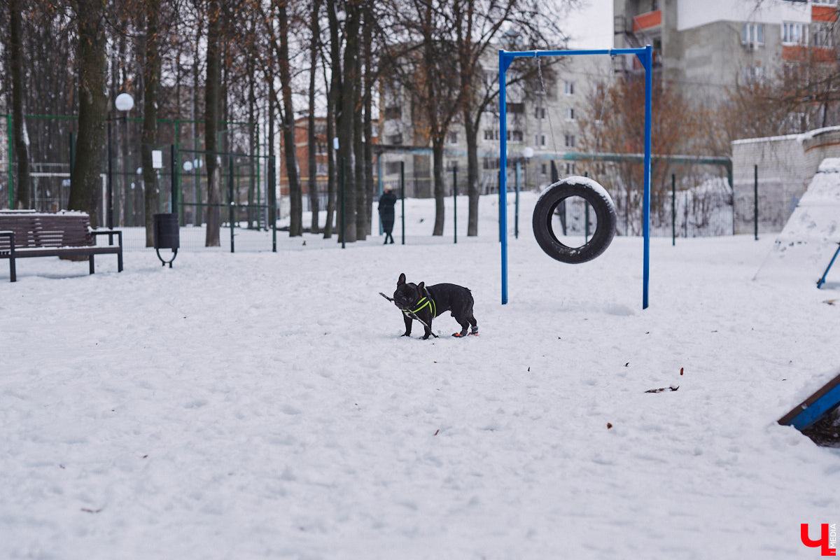 В областной столице регулярно появляются спортивные зоны и детские площадки, а вот централизованных территорий для выгула и дрессировки собак дефицит. За пару лет было построено несколько парков в разных районах города. Оценить существующую дог-инфраструктуру «Ключ-Медиа» попросил владимирского кинолога.