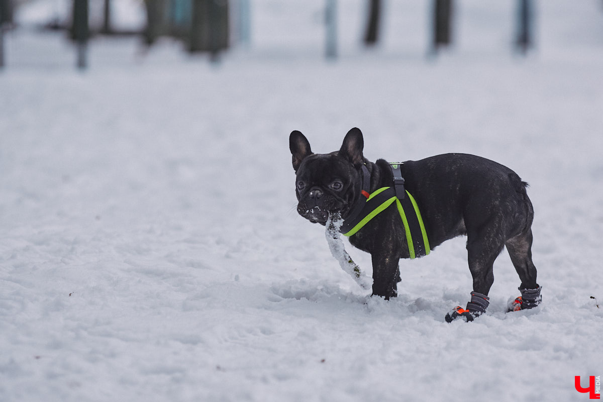 В областной столице регулярно появляются спортивные зоны и детские площадки, а вот централизованных территорий для выгула и дрессировки собак дефицит. За пару лет было построено несколько парков в разных районах города. Оценить существующую дог-инфраструктуру «Ключ-Медиа» попросил владимирского кинолога.