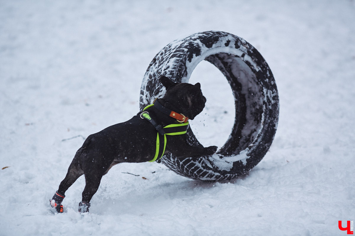 В областной столице регулярно появляются спортивные зоны и детские площадки, а вот централизованных территорий для выгула и дрессировки собак дефицит. За пару лет было построено несколько парков в разных районах города. Оценить существующую дог-инфраструктуру «Ключ-Медиа» попросил владимирского кинолога.