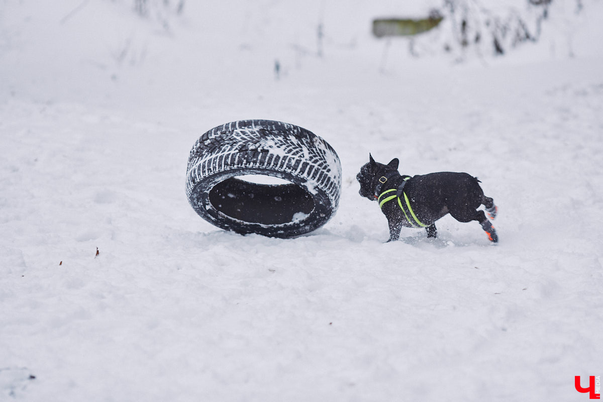 В областной столице регулярно появляются спортивные зоны и детские площадки, а вот централизованных территорий для выгула и дрессировки собак дефицит. За пару лет было построено несколько парков в разных районах города. Оценить существующую дог-инфраструктуру «Ключ-Медиа» попросил владимирского кинолога.
