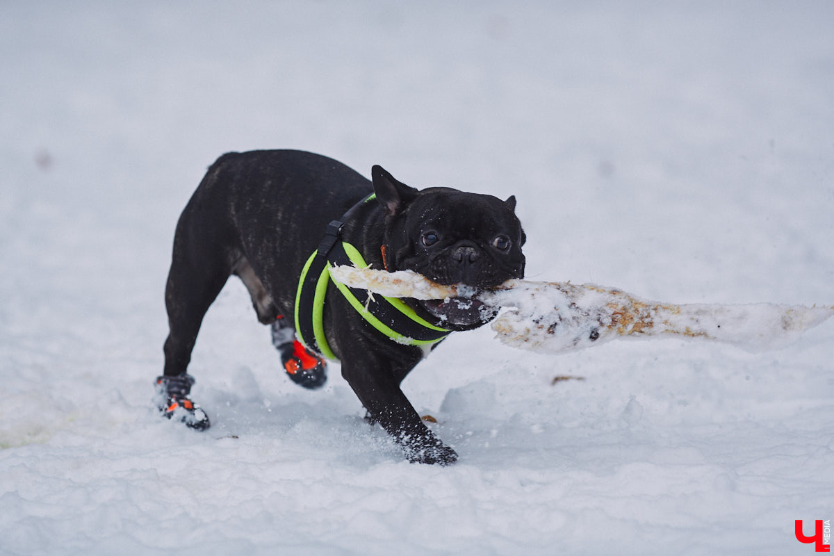 В областной столице регулярно появляются спортивные зоны и детские площадки, а вот централизованных территорий для выгула и дрессировки собак дефицит. За пару лет было построено несколько парков в разных районах города. Оценить существующую дог-инфраструктуру «Ключ-Медиа» попросил владимирского кинолога.