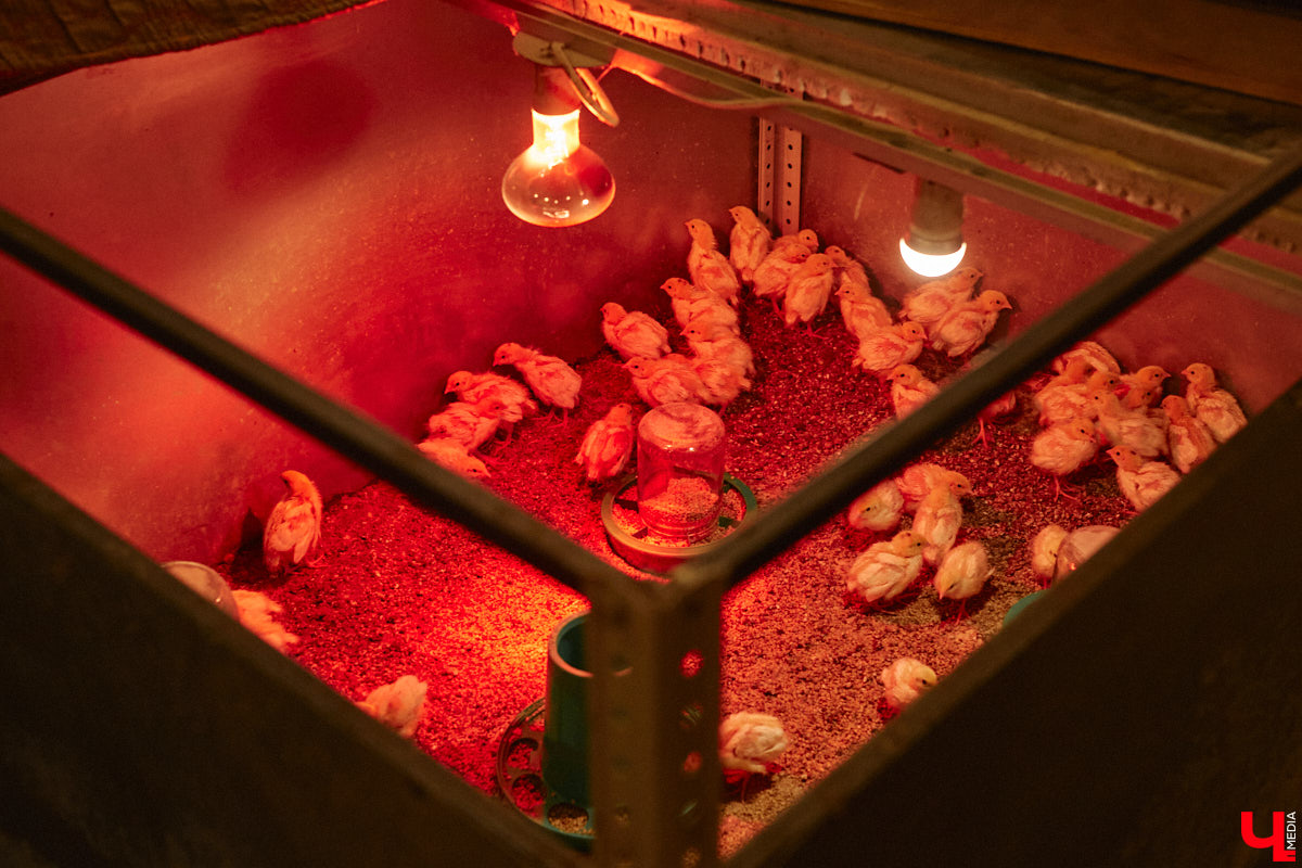 Экспериментаторы, фермеры и агрожурналисты Галина и Эдуард Кошевец подчинились требованиям деревенского дома, создали образцовое хозяйство полного цикла и вывели свою формулу счастья. Ну а мы заглянули в гости к  ним в особняк, расположенный на территории усадьбы Грибоедовых.  