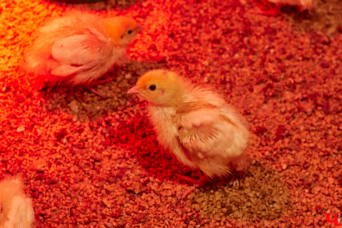 Экспериментаторы, фермеры и агрожурналисты Галина и Эдуард Кошевец подчинились требованиям деревенского дома, создали образцовое хозяйство полного цикла и вывели свою формулу счастья. Ну а мы заглянули в гости к  ним в особняк, расположенный на территории усадьбы Грибоедовых.  