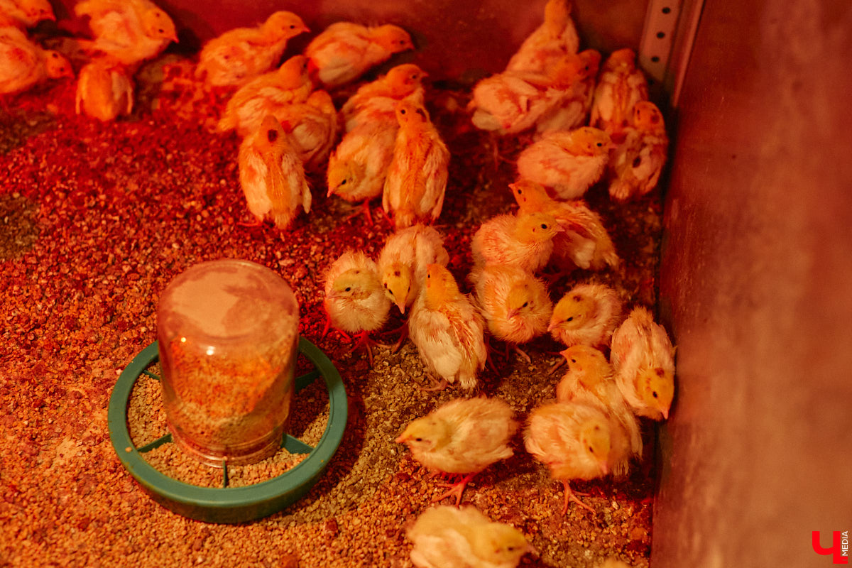 Экспериментаторы, фермеры и агрожурналисты Галина и Эдуард Кошевец подчинились требованиям деревенского дома, создали образцовое хозяйство полного цикла и вывели свою формулу счастья. Ну а мы заглянули в гости к  ним в особняк, расположенный на территории усадьбы Грибоедовых.  