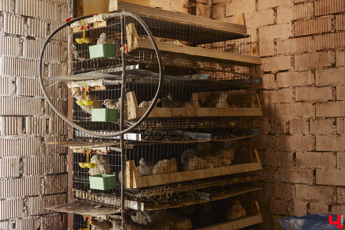 Экспериментаторы, фермеры и агрожурналисты Галина и Эдуард Кошевец подчинились требованиям деревенского дома, создали образцовое хозяйство полного цикла и вывели свою формулу счастья. Ну а мы заглянули в гости к  ним в особняк, расположенный на территории усадьбы Грибоедовых.  