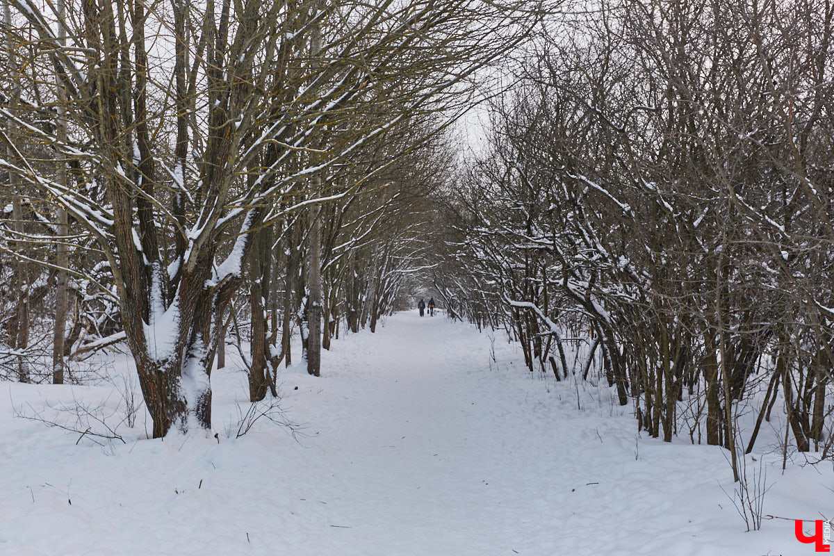 На этой неделе во Владимире приступили к благоустройству старых садов возле ДДюТ. На первом этапе планируют спроектировать и построить дорогу от Лыбедской магистрали до улицы Пушкарской, но сначала подрядная организация должна расчистить место будущей трассы от зеленых насаждений и сухостоя.