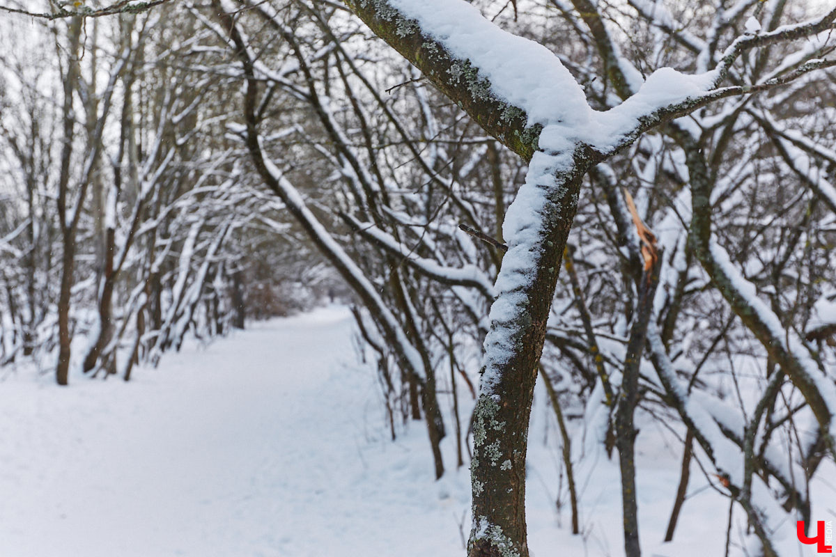 На этой неделе во Владимире приступили к благоустройству старых садов возле ДДюТ. На первом этапе планируют спроектировать и построить дорогу от Лыбедской магистрали до улицы Пушкарской, но сначала подрядная организация должна расчистить место будущей трассы от зеленых насаждений и сухостоя.