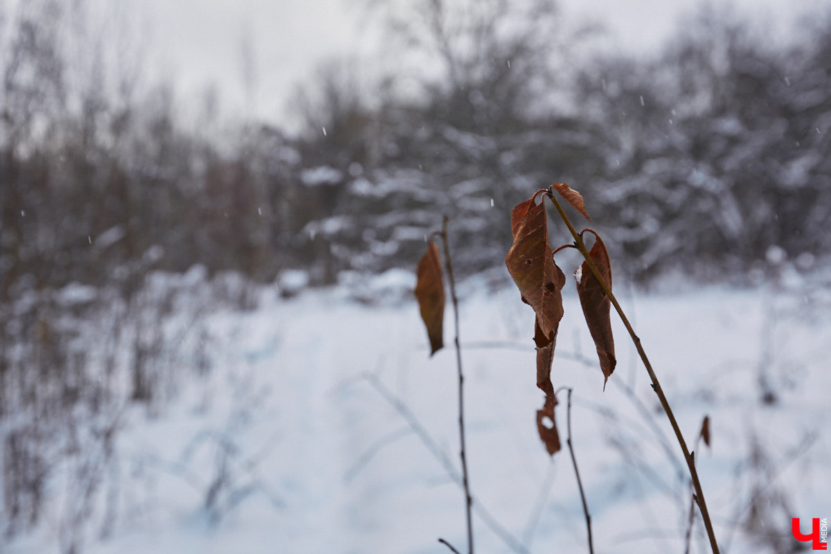 На этой неделе во Владимире приступили к благоустройству старых садов возле ДДюТ. На первом этапе планируют спроектировать и построить дорогу от Лыбедской магистрали до улицы Пушкарской, но сначала подрядная организация должна расчистить место будущей трассы от зеленых насаждений и сухостоя.