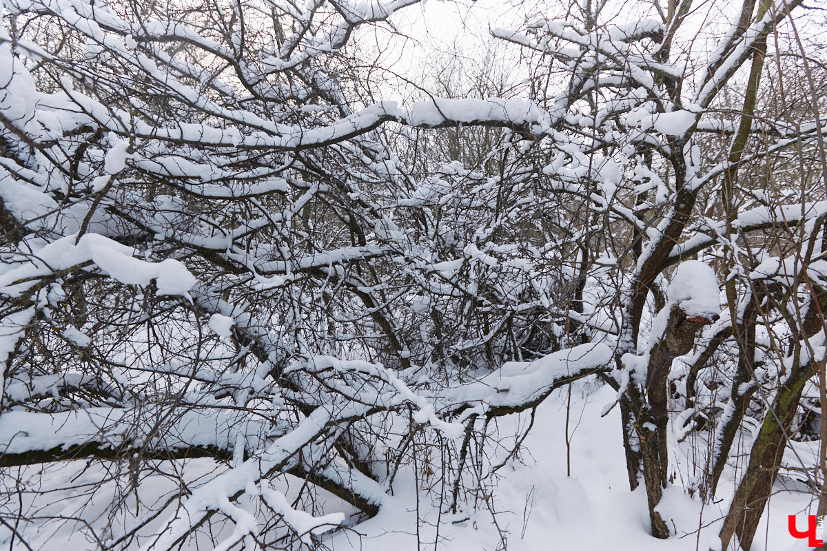 На этой неделе во Владимире приступили к благоустройству старых садов возле ДДюТ. На первом этапе планируют спроектировать и построить дорогу от Лыбедской магистрали до улицы Пушкарской, но сначала подрядная организация должна расчистить место будущей трассы от зеленых насаждений и сухостоя.
