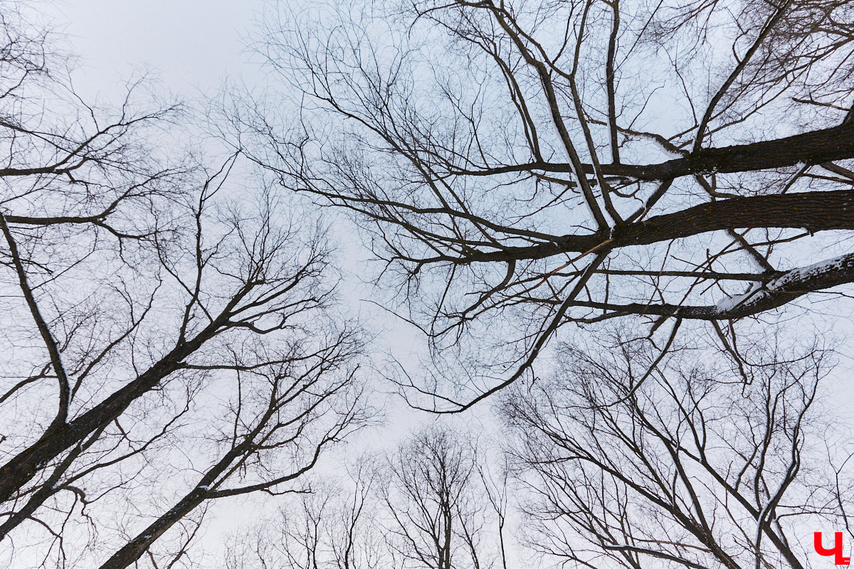 На этой неделе во Владимире приступили к благоустройству старых садов возле ДДюТ. На первом этапе планируют спроектировать и построить дорогу от Лыбедской магистрали до улицы Пушкарской, но сначала подрядная организация должна расчистить место будущей трассы от зеленых насаждений и сухостоя.